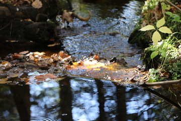 forest stream