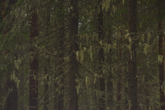 Old fir branches with moss and lichen.