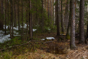 Snow melting in forest