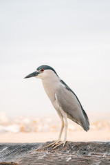 Bird on the pier in Newport Beach, California
