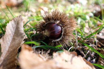 chestnuts on a leaf