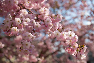kirschblüte rosa weiß sonne