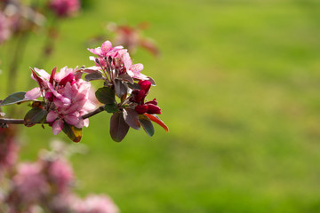 pink  flower on brunch