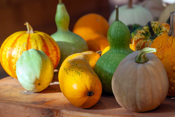 Different types of pumpkin on a wooden table. An autumn still life