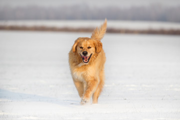 Golden Retriever im Schnee