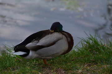 Mallards on the waterfront - Prague, Czech republic