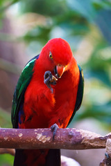 Male Australian King Parrot bird (Alisterus scapularis) eating his food.