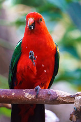 Male Australian King Parrot bird (Alisterus scapularis) eating his food.