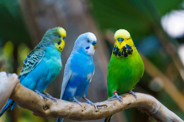 Three cute colorful parrots birds sitting on a branch.