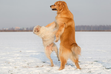 Hunde spielen und beißen