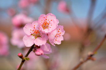 Close up of a beautiful european pink plum blossom flower on tree in early spring on blurry blue background