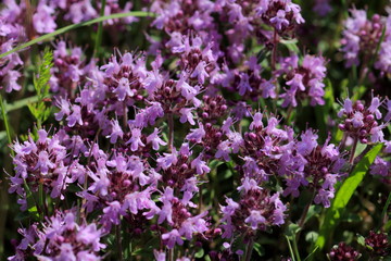 Feld-Thymian(Thymus pulegioides)