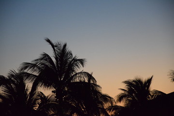 palm trees at sunrise - 261125286