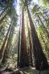 Redwood forest