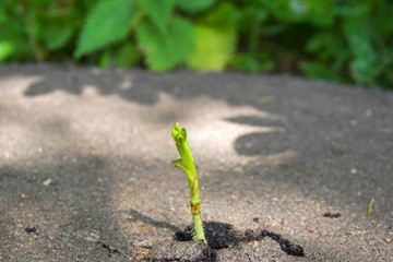 The plant breaks through the asphalt.
