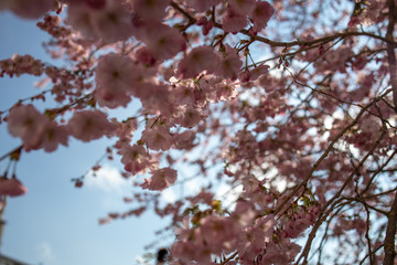 frühling blüte Kirsche rosa pink