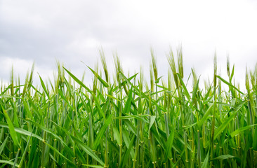 Obraz premium field of green immature barley. Spikelets of barley. The field is barley, Rural landscape.