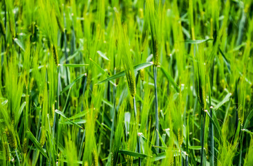 Fototapeta premium field of green immature barley. Spikelets of barley. The field is barley, Rural landscape.