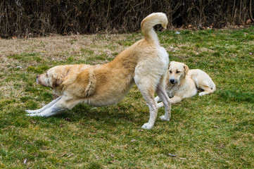 Naklejka na ściany i meble dog doing gymnastics, a dog doing sports, stray dogs in the park,