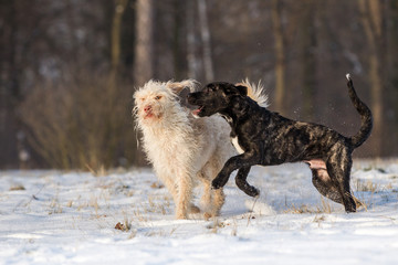 Fototapeta premium Hunde spielen und beißen Mischlingshündin und Cao Fila san Miguel 