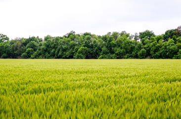 field of green immature barley. Spikelets of barley. The field is barley, Rural landscape.
