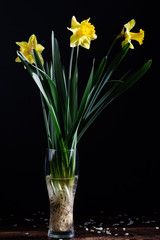 Yellow daffodil on a black background