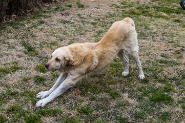 Fototapeta na wymiar dog doing gymnastics, a dog doing sports, stray dogs in the park,