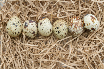 Quail spotted eggs lie on paper strips in the form of hay