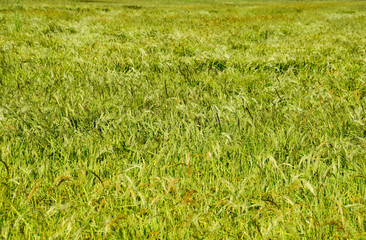 Field of rice in the rice paddies