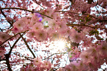 blühen kirsch rosa sonne gegenlicht