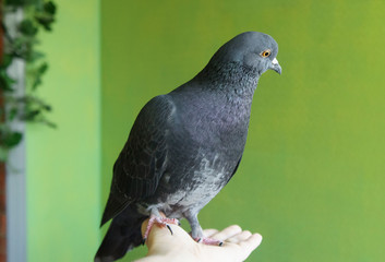 Fearless Home Pigeon sitting on hand