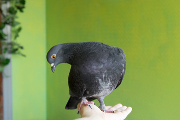 Fearless Home Pigeon sitting on hand