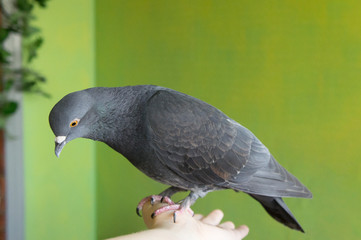 Fearless Home Pigeon sitting on hand