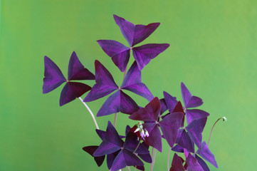 Oxalis triangularis flower, purple leaves, false shamrock plant, Wood sorrel Flower
