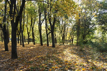 In the depth of the city park in autumn, tree trunks and sun shining throug hthe trees
