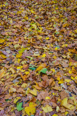 Yellow dry leaves on the ground