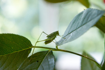 Green grasshopper resting on a rose leaf
