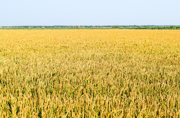 Field of rice in the rice paddies