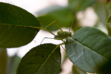 Green grasshopper resting on a rose leaf