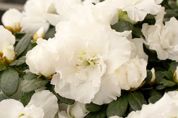 Details of azalea flowers with green leaves 