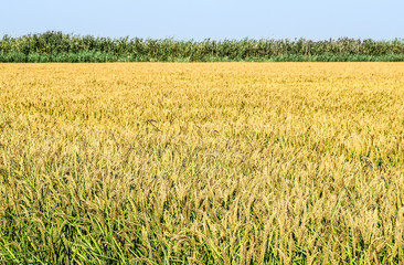 Field of rice in the rice paddies