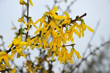 rain drops on forsythia blossoms on april morning