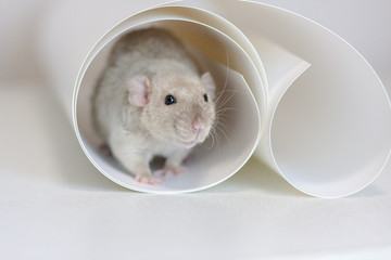 Fototapeta na wymiar hide and seek concept. mouse beige. rat hiding in