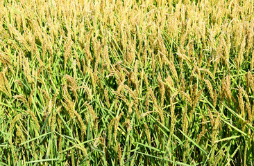 Field of rice in the rice paddies