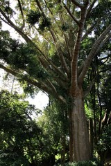 Leafy and green gardens in Sintra