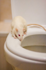 diarrhea concept. mouse white on the toilet. symbol of