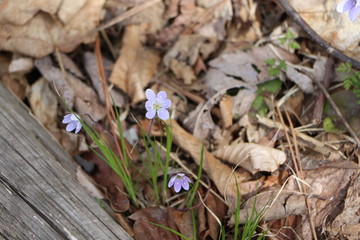 snowdrops in the forest