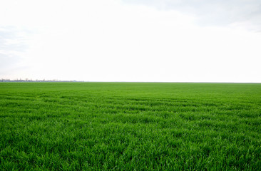 Fototapeta premium Field of young green barley