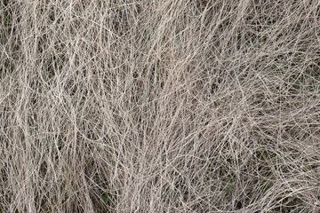 Texture from dried tangled grass