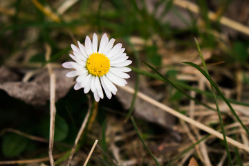 White daisy close up 